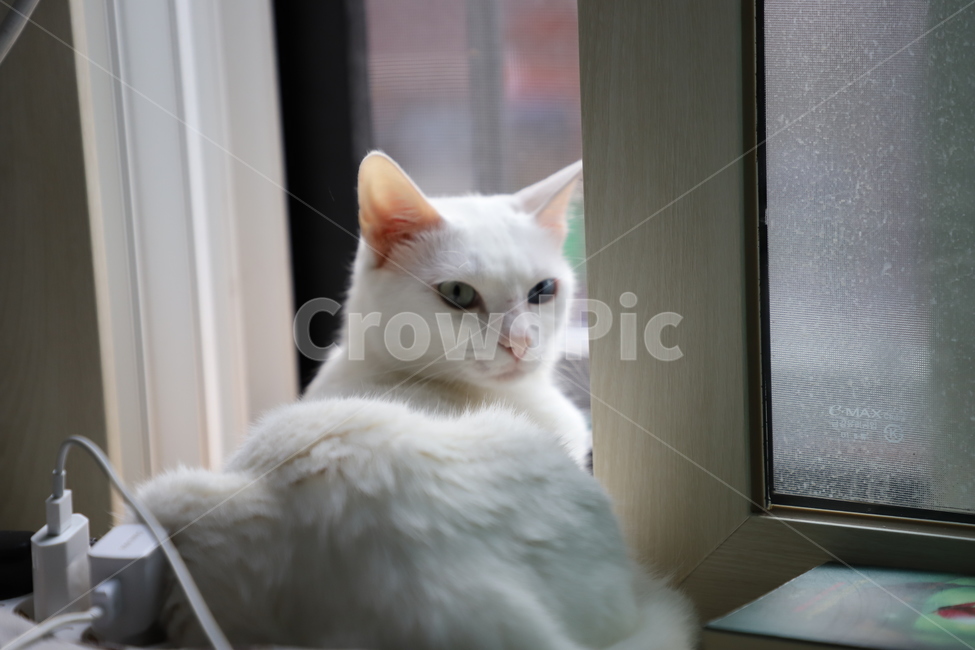 고양이,페르시안,오드아이,애완동물,반려동물