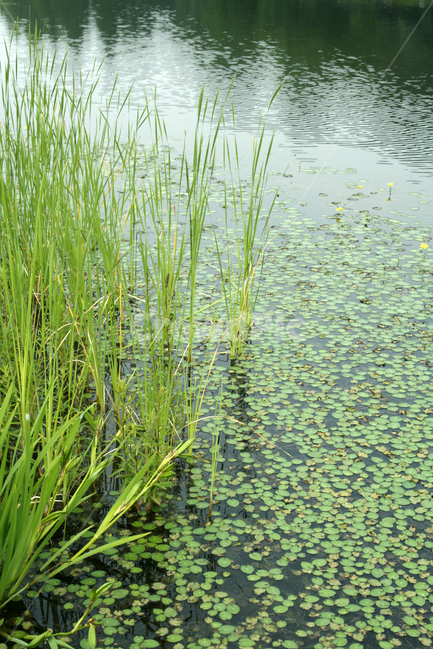 호수,수생식물,수크렁,식물,plants,nature,공원,자연,풍경,nature,landscape,outdoors,옥외,land,땅,water,물