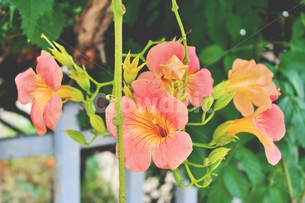 능소화,여름꽃,여름,주황색꽃,주황,꽃송이,넝쿨,꽃,orange,green,flower,plant,blossom,감성,식물,자연,plants,nature,꽃,flower