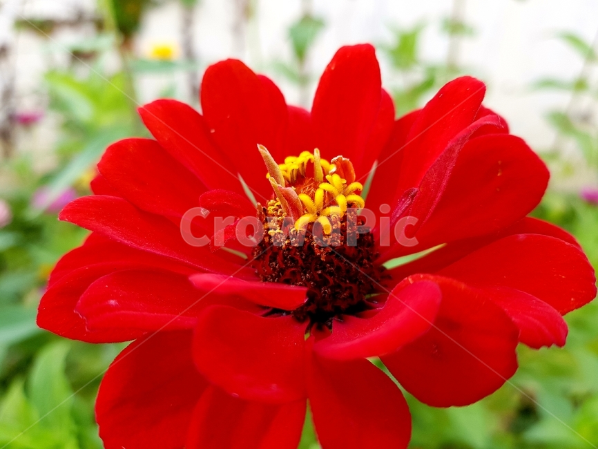 pollen,화분,plant,식물,꽃,식물,자연,plants,nature,꽃,flower