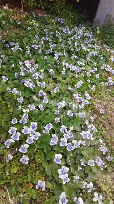 종지나물,제비꽃,미국제비꽃,보라색꽃,야생화,들꽃,식물,자연,plants,nature,꽃,flower