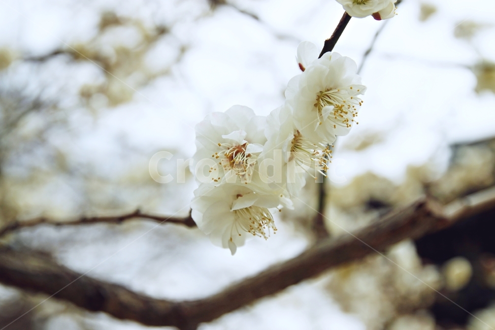 벚꽃,봄,봄꽃,flower,식물,계절,나무,plant,spring,꽃,beauty,tree,식물,자연,plants,nature,꽃,flower