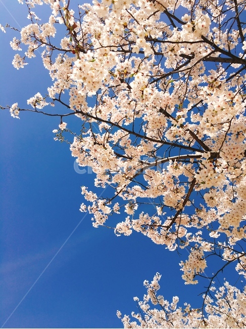 벚꽃,꽃,봄,하늘,벚꽃길,꽃놀이,꽃하늘,벚꽃하늘,햇살,풍경,봄,계절,spring,season,자연,풍경,nature,landscape,plant,식물,flower,blossom