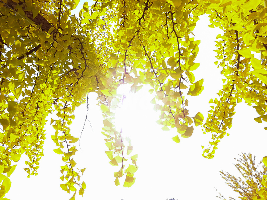 은행잎,나무,풍경,가을,노랑,가을,계절,fall,autumn,season,식물,자연,plants,nature,plant,leaf,잎,vegetation,초목