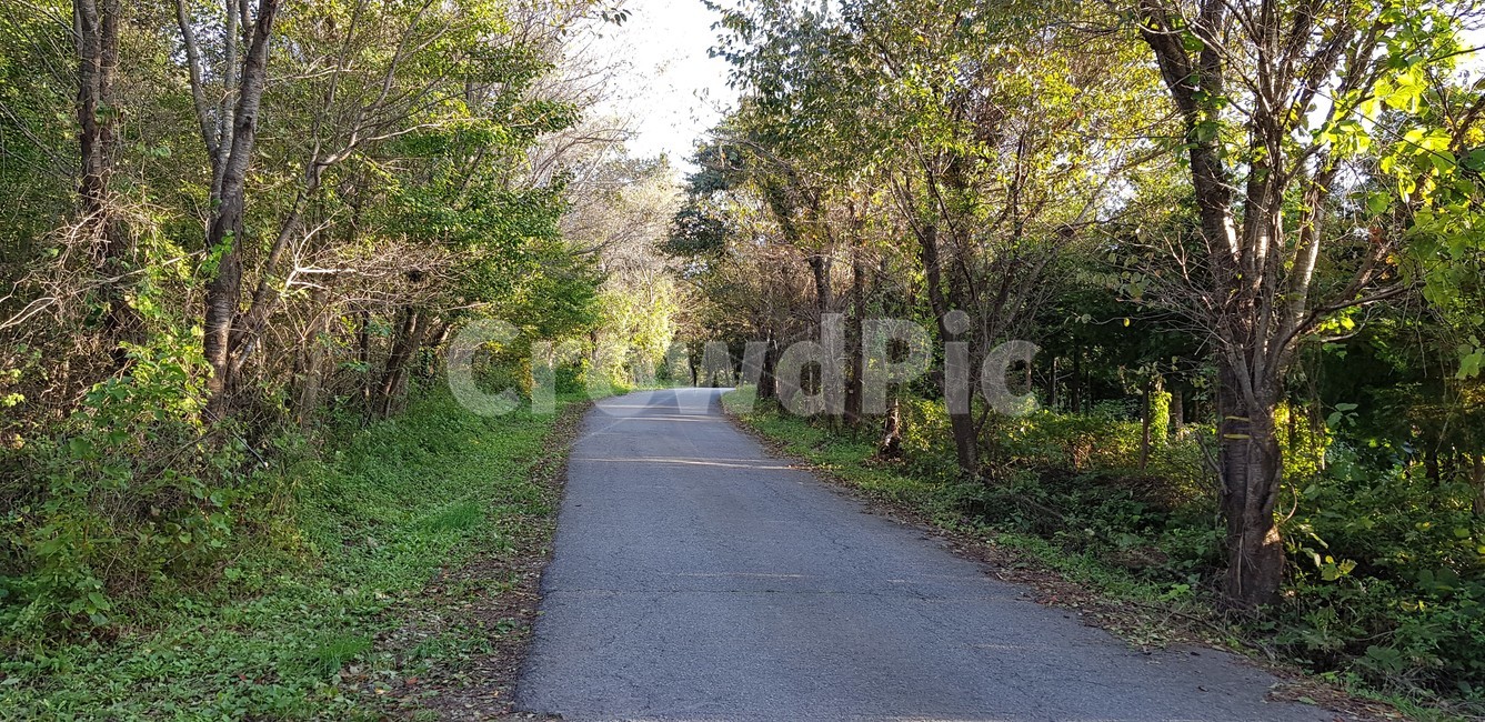 가을,자연,식물,하늘,나무,trees,가로수길,초록색,풍경,감성,서정,nature,season,autumn,fall,green,자연,풍경,nature,landscape,asphalt,아스팔트,road,도로