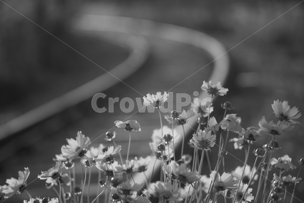 꽃,철길,야생화,저녁빛,레일,자연,들꽃,식물,자연,plants,nature,꽃,flower,흑백,모노톤,monochrome,black and white