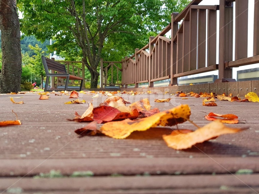 자연,가을,공원,낙옆,나뭇잎,가을,계절,fall,autumn,season,plant,식물,leaf,잎,tree,나무
