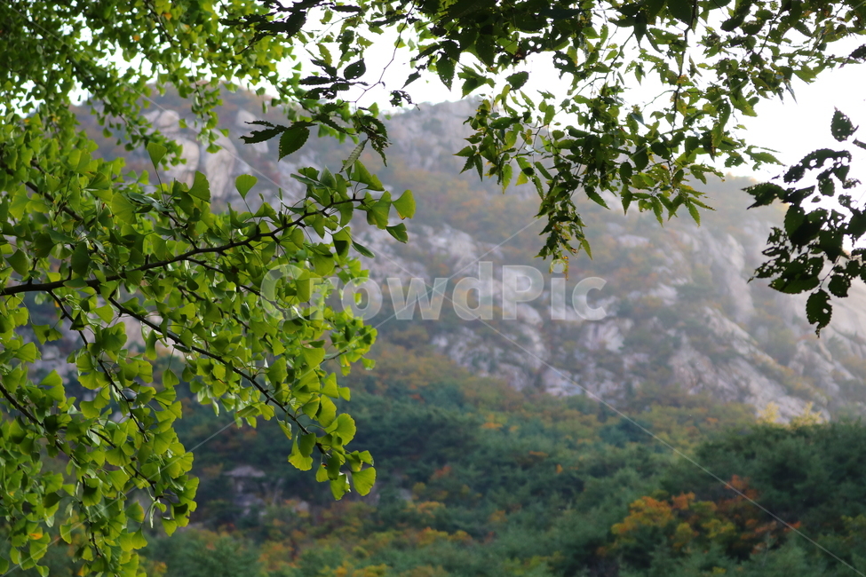 산,북한산,나무,식물,자연,풍경,등산로,산책로,공원,국립공원,북한산국립공원,소나무,은행나무,나뭇잎,자연,풍경,nature,landscape