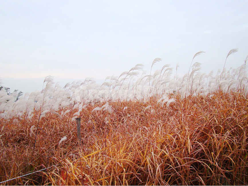 자연풍경,가을,억새풀,갈대,하늘공원,억새,가을,계절,fall,autumn,season,자연,풍경,nature,landscape,식물,plants,plant,grass,잔디
