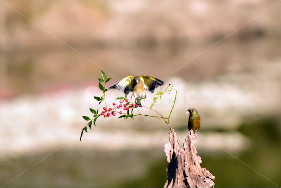 방울새,새,조류,동물,화조도,사랑,개울가,동물,animal,조류,새,birds