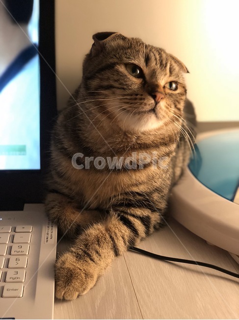 pc,computer,컴퓨터,electronics,전자제품,애완동물,고양이,펫,동물,야옹이,냐옹이,아기고양이,분위기,새끼냥,스코티시폴드,귀여움,집사,주인님,낭만,응시,cat,animal,pet,scottishfold,cut,romance,동물,animal,포유류,mammal,고양이,cat,kitten,kitty