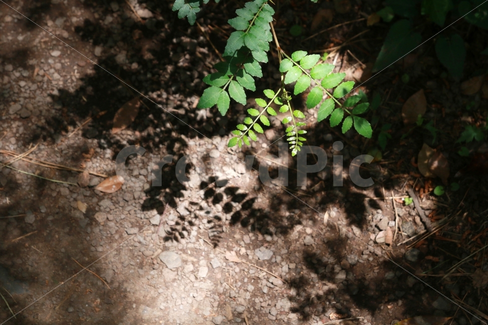 숲,나무,나뭇잎,그림자,햇빛,식물,자연,plants,nature,휴식,힐링,rest,relaxation,healing