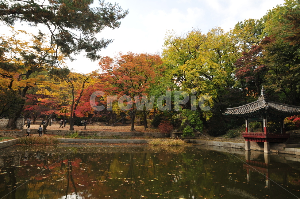 창덕궁,후원,애련지,단풍,가을,애련정,자연,풍경,nature,landscape,한국자연풍경,한국자연경관,korea nature landscape,한국전통,한국문화,korean traditional,korean culture,랜드마크,landmark,tourist attraction,한국랜드마크,한국관광지,한국명소,korea landmark,korea tourist attraction,outdoors,옥외,human,인간,person,사람,water,물