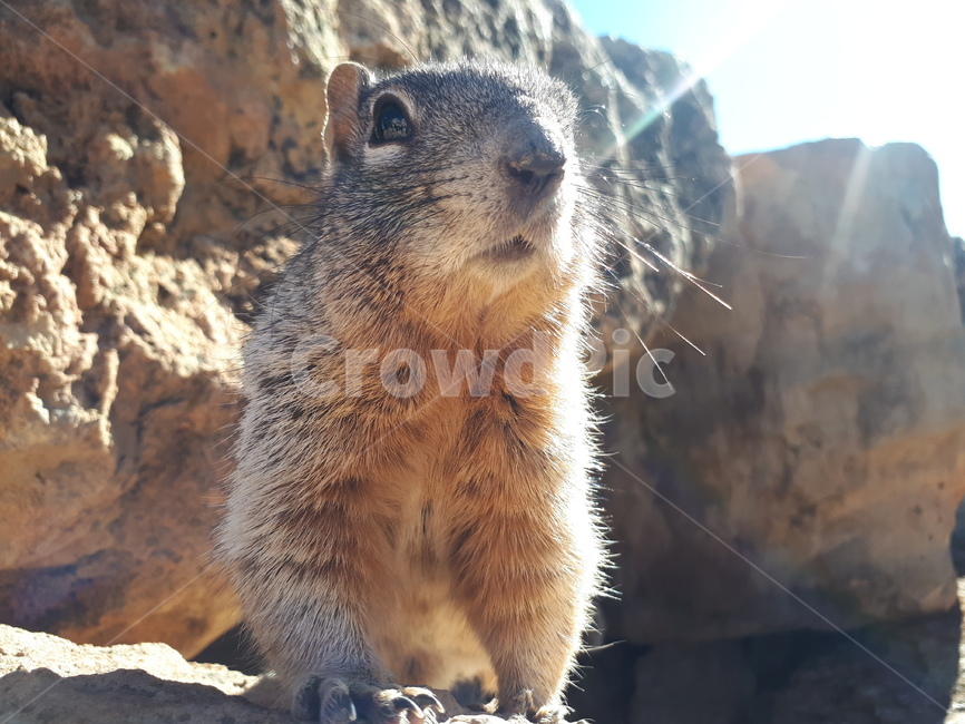 외국,풍경,동물,야생동물,행복,행복한동물,쿼카,happy,quokka,animal