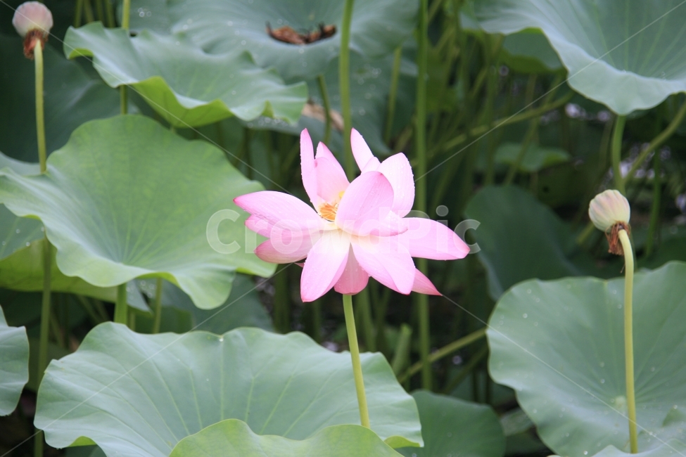 연꽃,연못,여름,꽃,수련,분홍꽃,식물,자연,plants,nature,꽃,flower