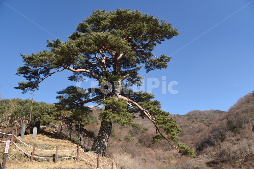 지리산,뱀사골,천년송,명품소나무,와운리,국립공원,천년기념물,신목,소나무,나무