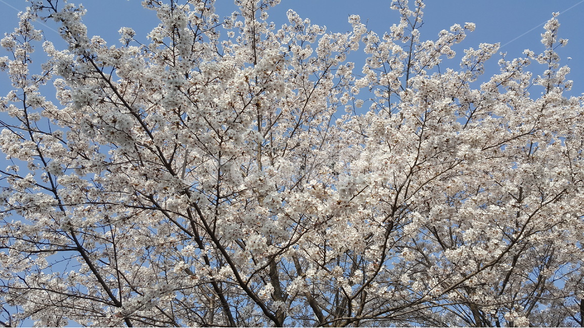 봄,벚꽃,흰색,화사하다,나무,꽃,하늘,flower,cherryblossom,white,tree,sky,spring,계절,활짝핀,만개하다,season,봄,계절,spring,season,식물,자연,plants,nature,꽃,flower,plant,blossom,cherry blossom