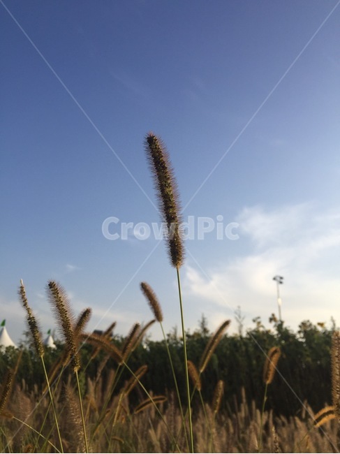 grass,잔디,plant,식물,버들,들판,자연,경관