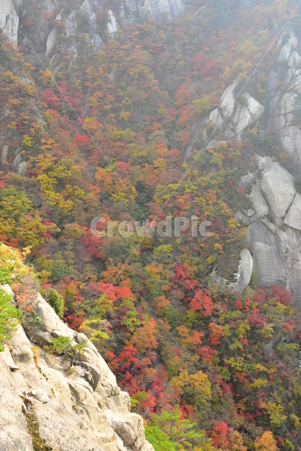 가을,단풍,자연,풍경,북한산,잎,단풍잎,붉은,나무,계절,계곡,숲,힐링,plant,fall,autumn,season,forestnature,landscape,한국자연풍경,한국자연경관,korea,tree,maple,leaf,가을,계절,fall,autumn,season,자연,풍경,nature,landscape,outdoors,옥외,painting,그림,art,미술