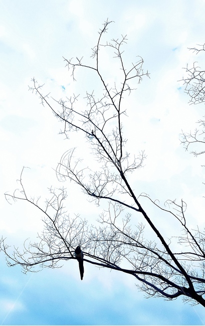 나무,겨울나무,겨울,까치,새,나무가지,하늘,식물,자연,plants,nature,나무,trees,wood