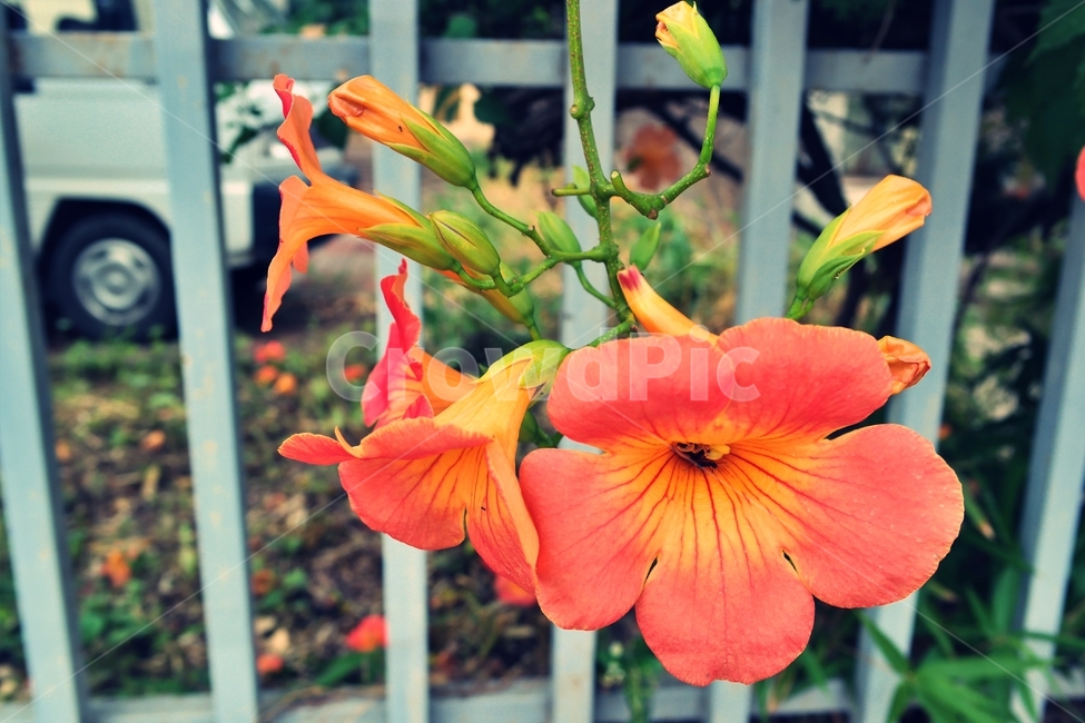 능소화,여름꽃,여름,주황색꽃,주황,꽃송이,넝쿨,꽃,orange,green,flower,plant,blossom,감성