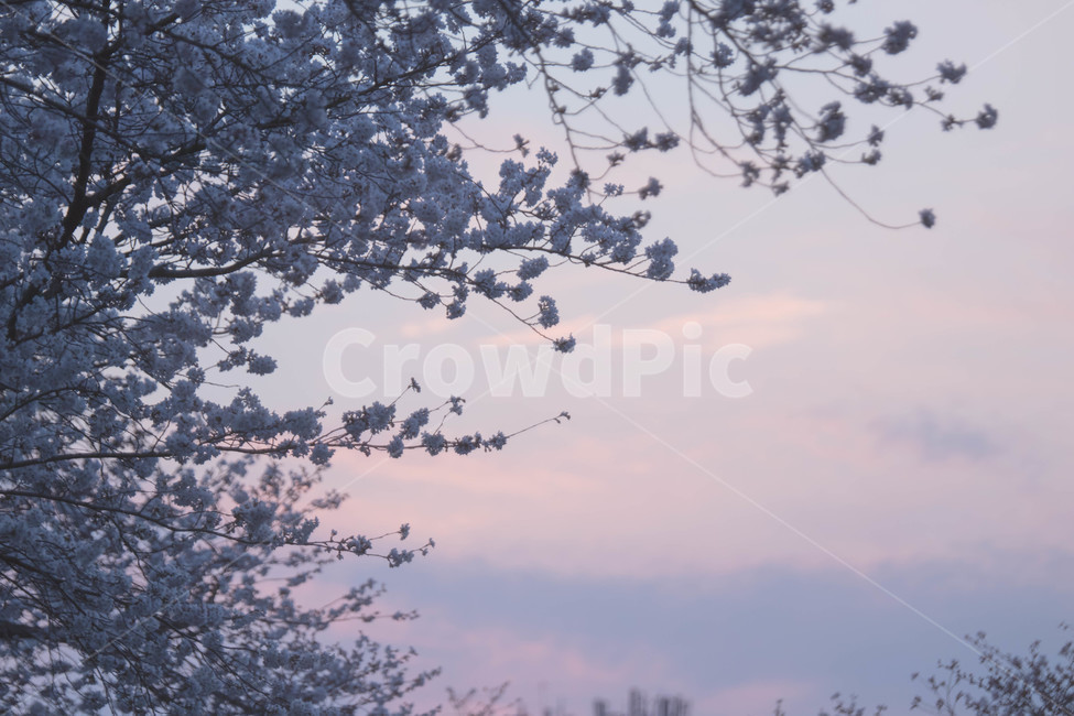 자연,노을,벚꽃,해질녘,이쁜구름,cherryblossom