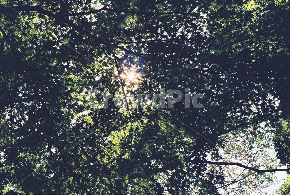 숲,나무,햇살,나뭇잎,산책,식물,자연,plants,nature,감성,sensible,feeling,휴식,힐링,rest,relaxation,healing