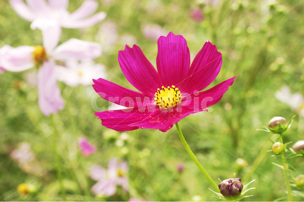 자연,식물,코스모스,가을,꽃,가을,계절,fall,autumn,season,식물,자연,plants,nature,꽃,flower,plant,petal,꽃잎,blossom