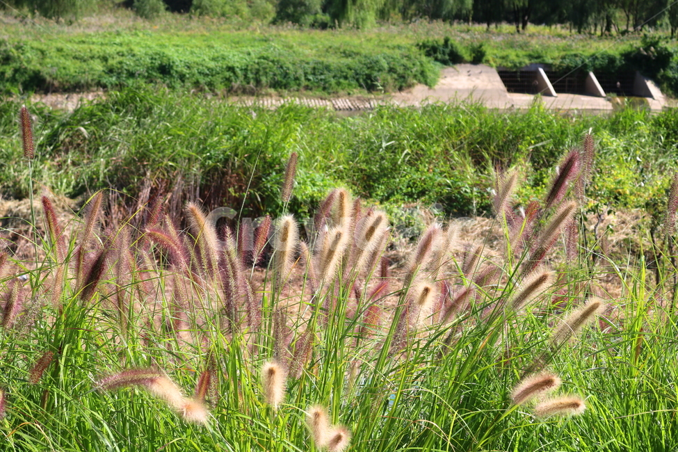 수크령,길갱이,랑미초,식물,벼과,벼과식물,자연,식물,자연,plants,nature
