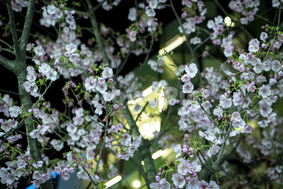 벚꽃,사쿠라,벚나무,cherryblossom,sakura,봄,계절,spring,season,야경,밤,풍경,nightscape,night,landscape,식물,자연,plants,nature,꽃,flower,plant,blossom,cherry blossom