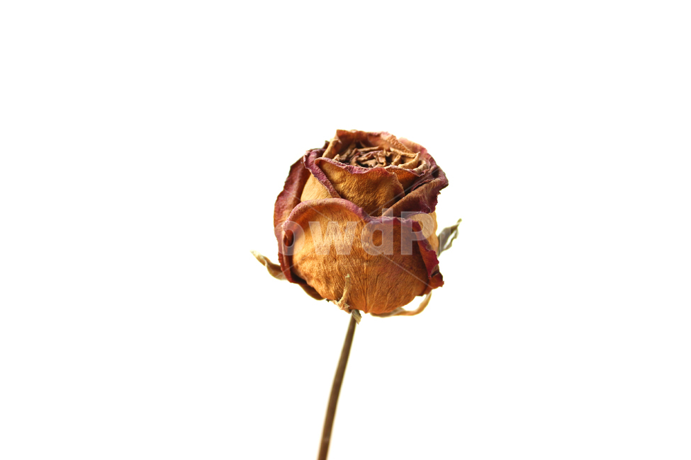 드라이,말린,건조시킨,건조,식물,자연,장미,꽃,장미꽃,로즈,플라워,드라이플라워,레드,빨강,빨간장미,꽃송이,클로즈업,갈색,브라운,흰배경,줄기,꽃,flower,누끼,remove background