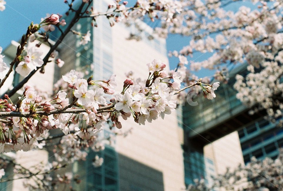 벚꽃,봄,꽃,계절,spring,감성사진,필름사진