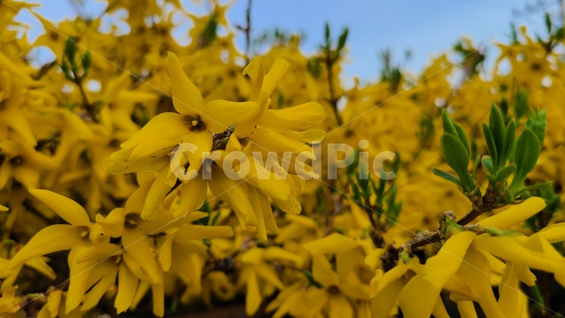 개나리,노란,노란색,꽃,봄,봄꽃,flower,봄날,개화,yellow,plant,식물,blossom