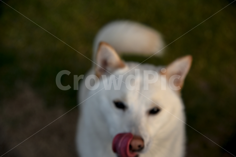 시바견,강아지,개,동물,애완견,동물,animal,개,강아지,dog,doggy,포유류,mammal