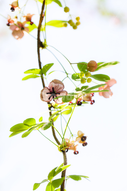 으름,꽃,열매,달달함,넝쿨,blossom,식물,plant