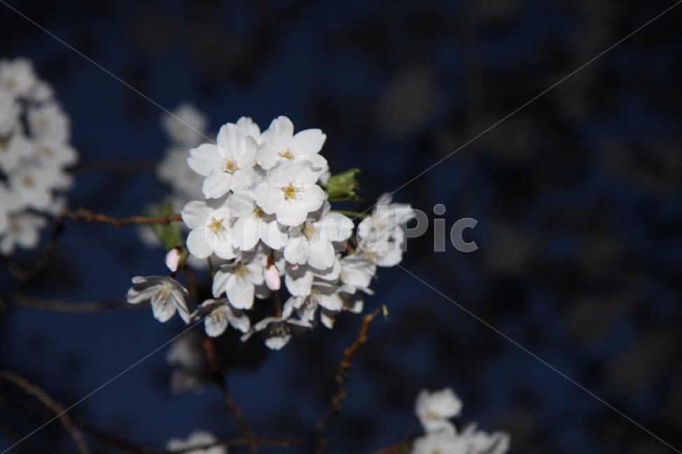 벚꽃,꽃,봄,봄꽃,하얀,저녁,꽃배경,식물,자연,야경,cherryblossoms,flower,spring,springflowers,white,dinner,flowerbackground,plants,nature,night,식물,자연,plants,nature,꽃,flower
