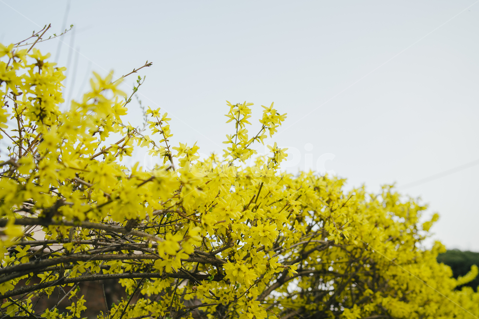 봄,개나리,꽃,감성사진,휴식,힐링,풍경사진,landscape,flower,감성,emotion,spring,봄,계절,spring,season,식물,자연,plants,nature,꽃,flower