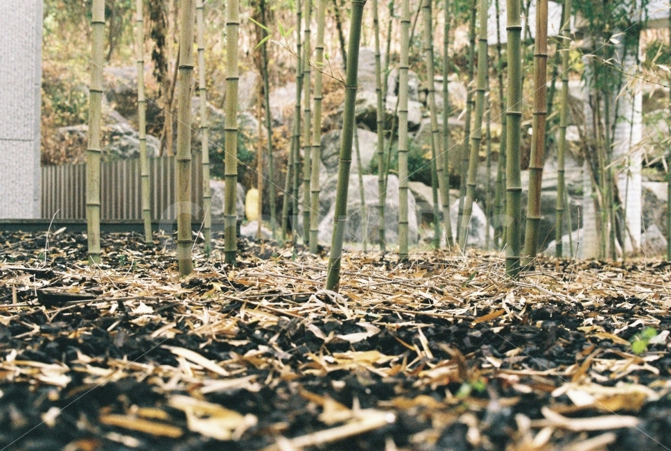 대나무,자연,숲,나무,풍경,감성,필카,필름카메라,식물,자연,plants,nature,나무,trees,wood,감성,sensible,feeling