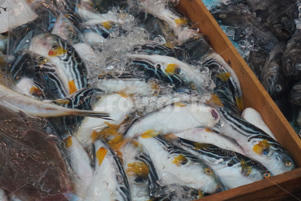 수산물시장,해산물,생선,신선한,회,부둣가,시장,마트,마켓,market,mart,market place,음식,식재료,요리,food,cook,meal,dishes,food reserves,수산물,해산물,fishery products,seafood