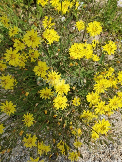 봄,plants,감성,flower,노랑