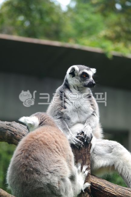 monkey,primates,tree,endangered,tigertailed lemur,Madagascar,wild animals,ringtailed lemur,lemur,hair,mammal,animal,Zoo,mammalia,wildlife