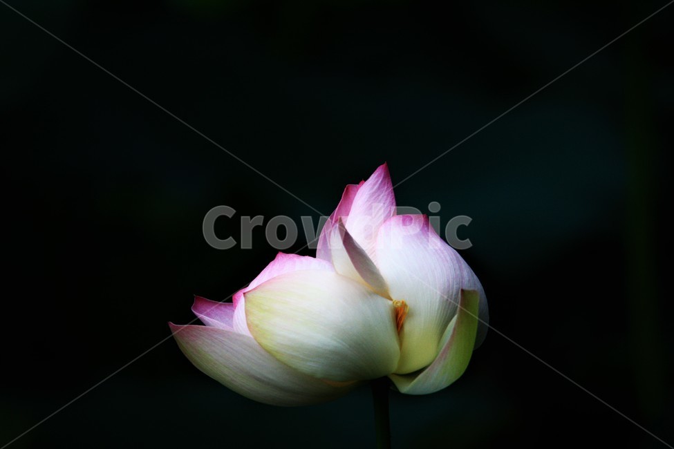 식물,연꽃,꽃,flower,flowerage,식물,자연,plants,nature,꽃,flower