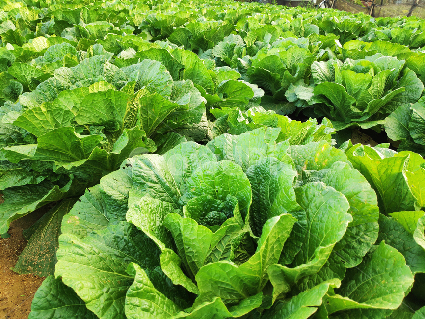 배추,야채,식물,cabbage,vegetables,plants,식물,자연,plants,nature