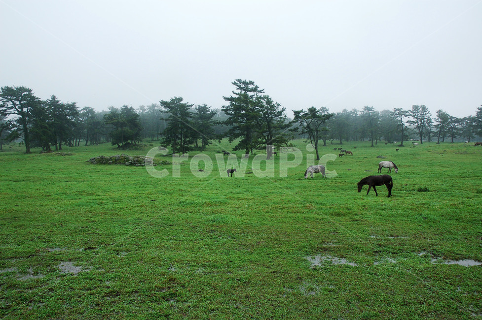 제주도,말,목장,초록,여름,비,풀,초원,Korea,jeju,horse,Jejudo,동물,animal,포유류,mammal,산업,industry,industrial,목축업,목장,livestock farming,ranching,pasture
