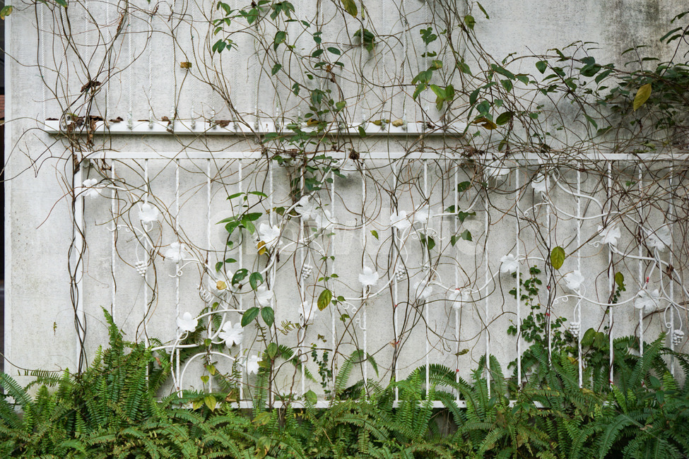 울타리,식물,담쟁이덩굴,덩굴,여름