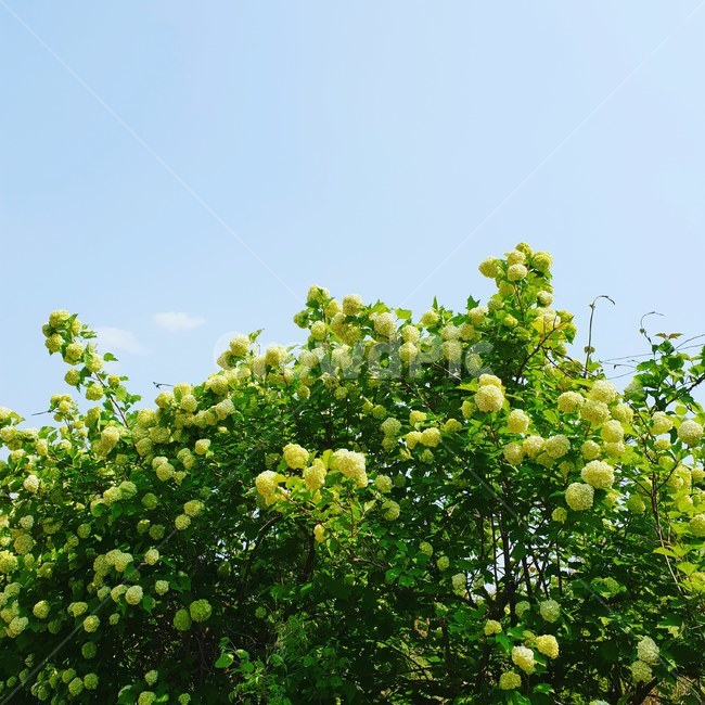 수국,꽃,식물,여름,여름꽃,자연,풍경,nature,landscape,vegetation,초목,plant,bush,부시