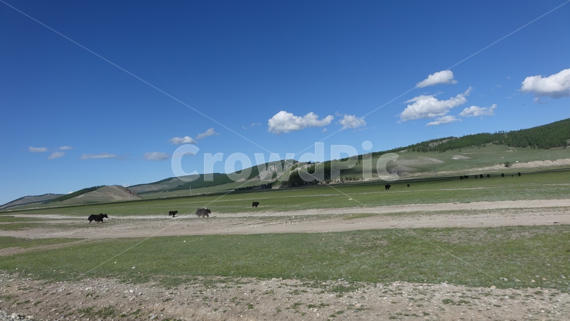자연,blue,green,하늘,sky,벌판,초원,nature,field,몽골,몽고,MONGOLIA