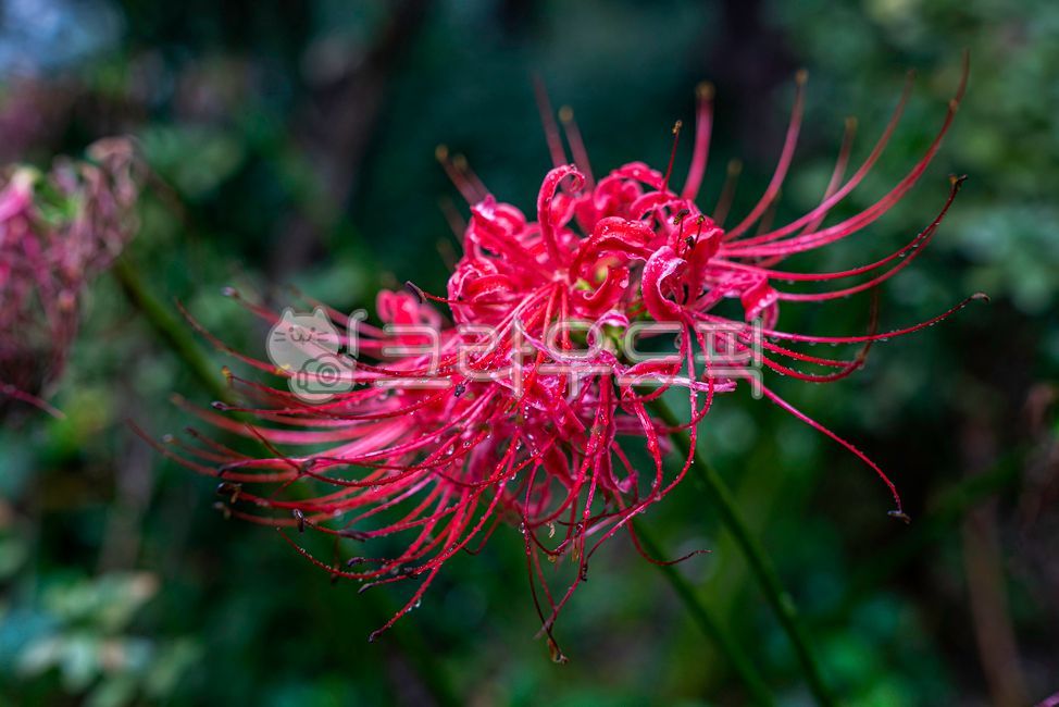 anther,A bunch of flowers,Similarization,flower