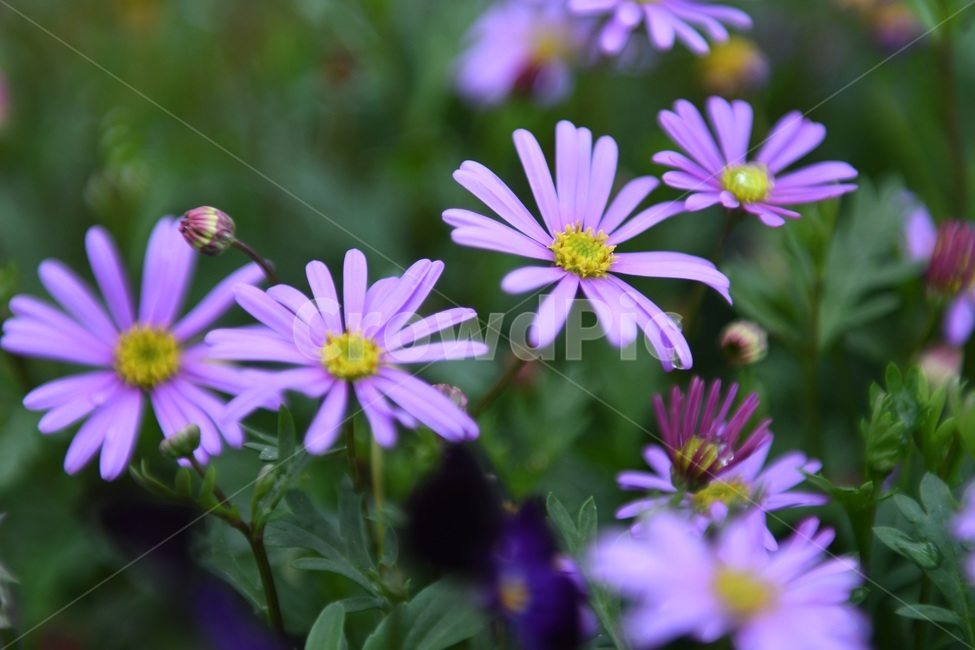 식물,꽃,감성사진,자연,flower,꽃사진,봄,봄꽃,계절,빗방울,비,감성,4월,spring,힐링,자연풍경,풍경,봄,계절,spring,season,식물,자연,plants,nature,꽃,flower,plant,daisies,데이지,blossom,daisy