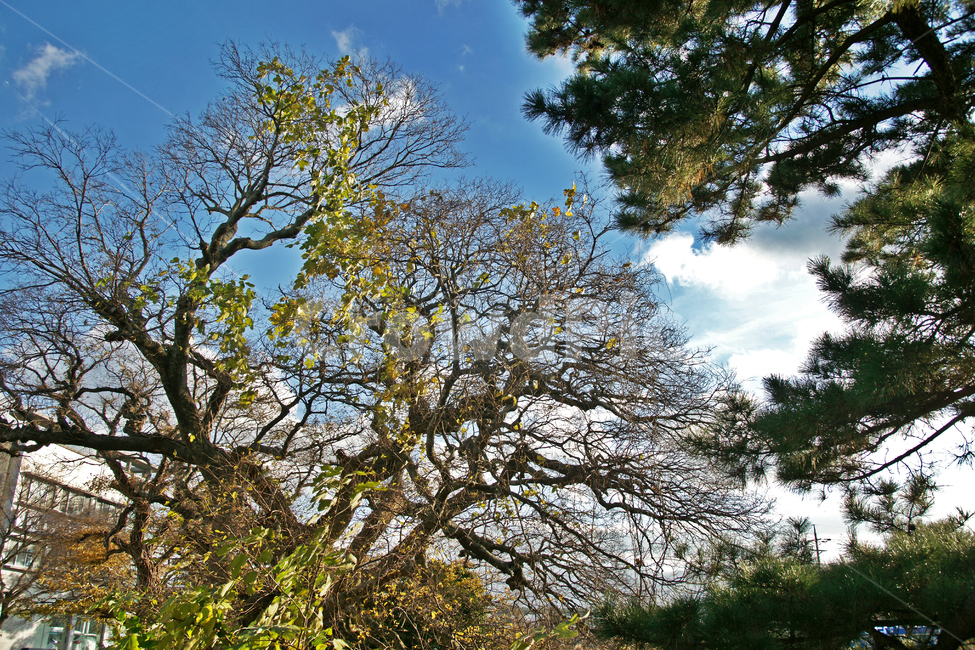 팽나무,한천,제주,오라동,거목,포구나무,장수목,자연,풍경,nature,landscape,tree,나무,tree trunk,나무 줄기,plant,식물
